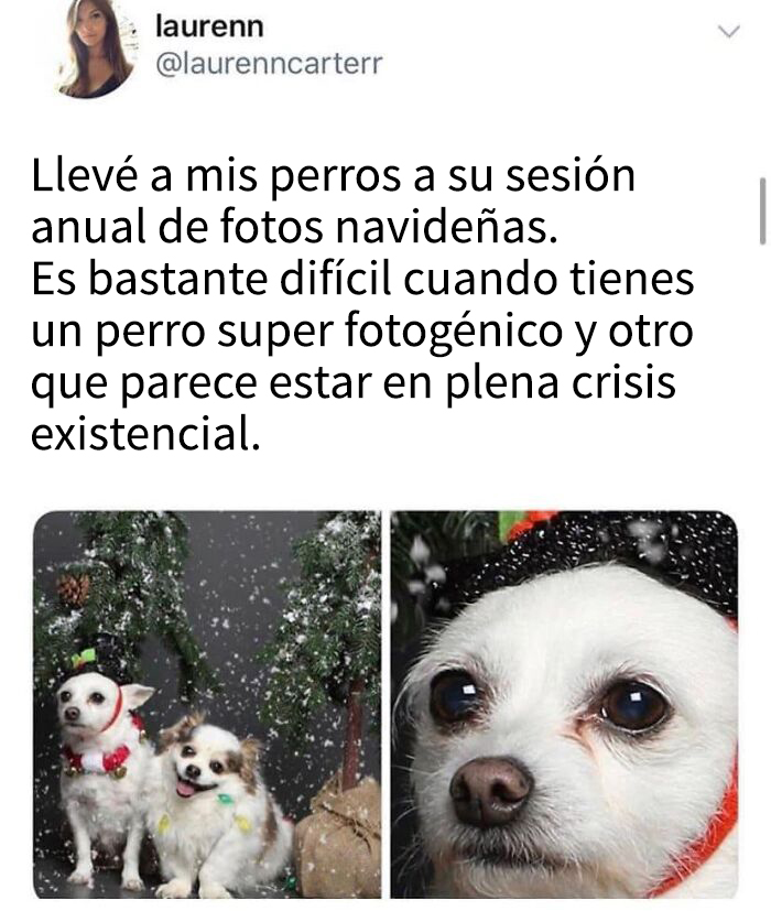 Perros en fotos navideñas con contraste entre un perro fotogénico y otro en crisis existencial, humor navideño.