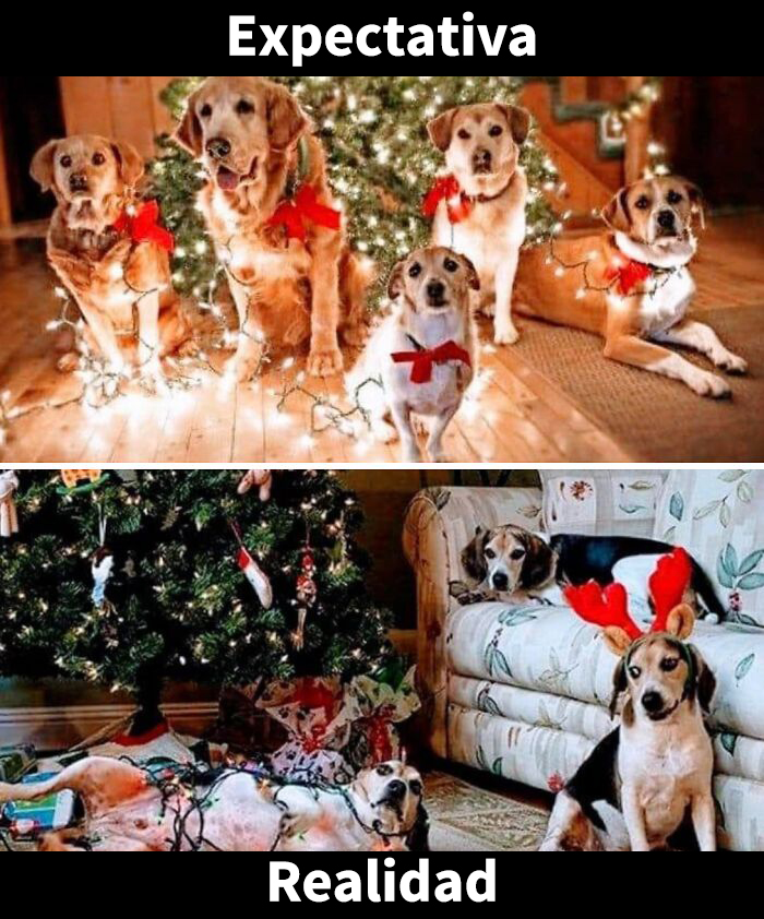 Perros envueltos en luces navideñas frente al árbol en memes divertidos de Navidad que capturan el ambiente festivo.