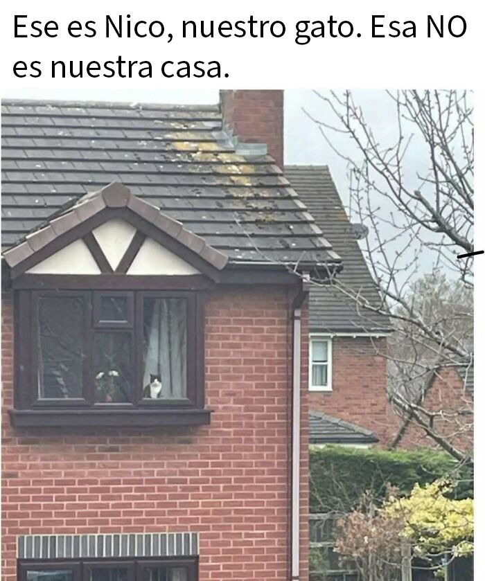 Gato en ventana de casa ajena, imagen divertida ideal para posts graciosos para ver en lugar de hacer cualquier otra cosa.