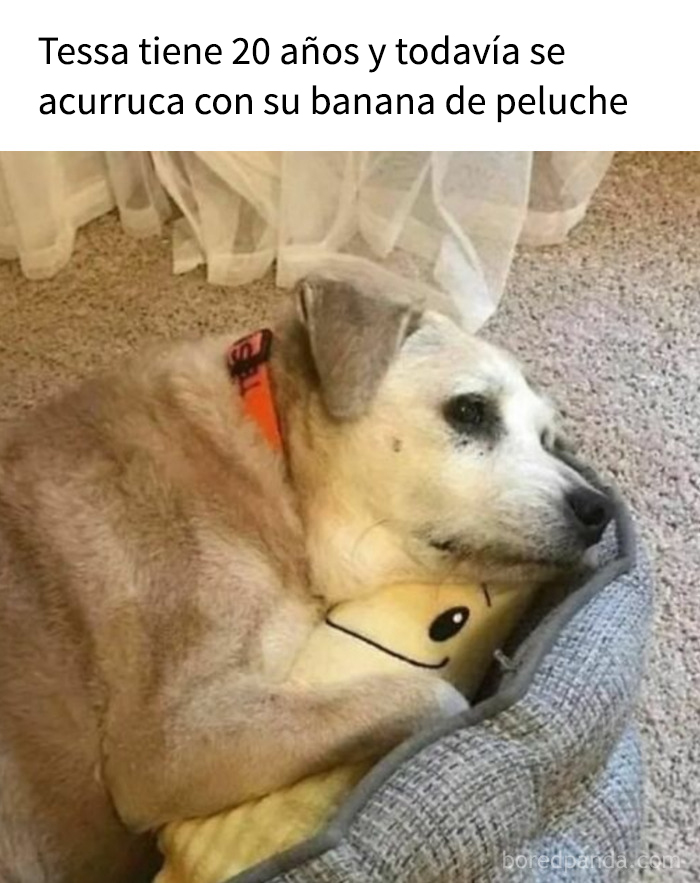 Perro mayor abrazando un peluche con ternura, imagen adorable que evoca memes de perros para alegrar el corazón.