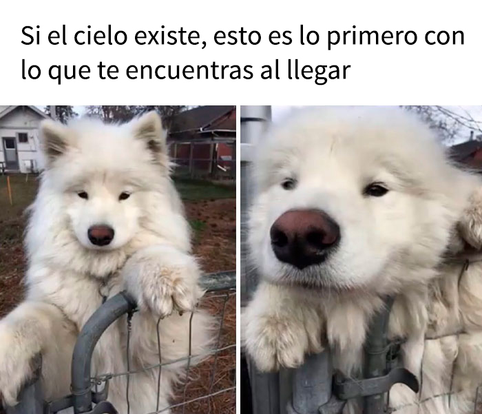 Perro adorable apoyado en una reja con expresión tierna, meme divertido de perro para calentar el corazón y hacer reír.
