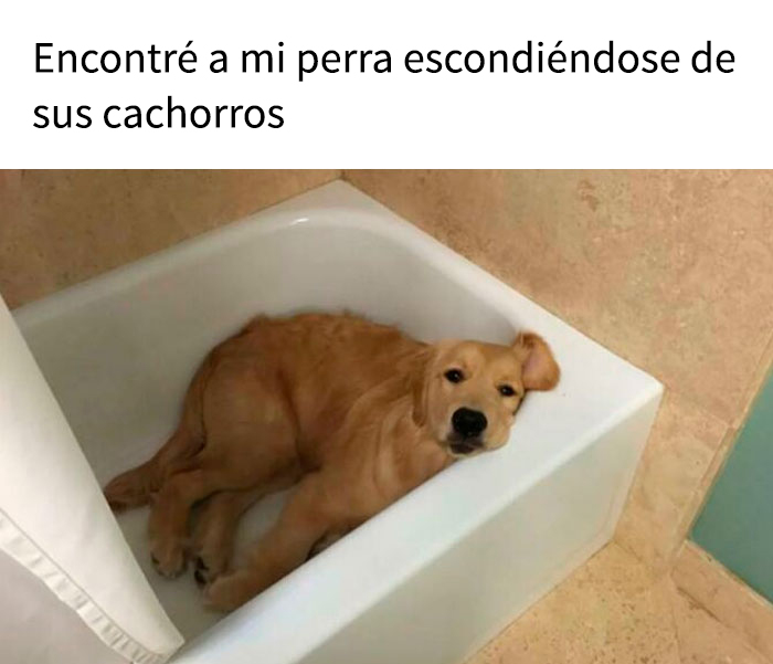 Perro adorable escondido en la bañera, meme divertido que muestra ternura y alegría con perros.