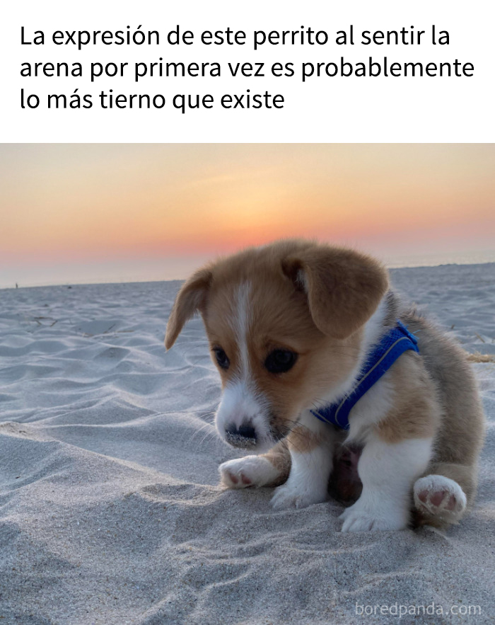 Cachorro adorable sintiendo la arena por primera vez, uno de los memes de perros más tiernos para alegrar el corazón.