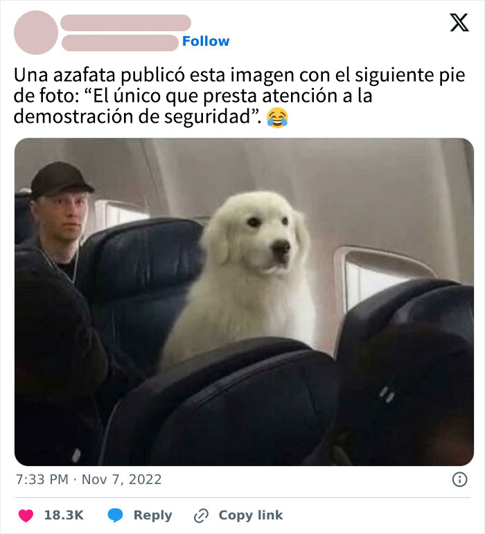 Perro blanco sentado en avión prestando atención a la demostración de seguridad, meme adorable de perros divertido.