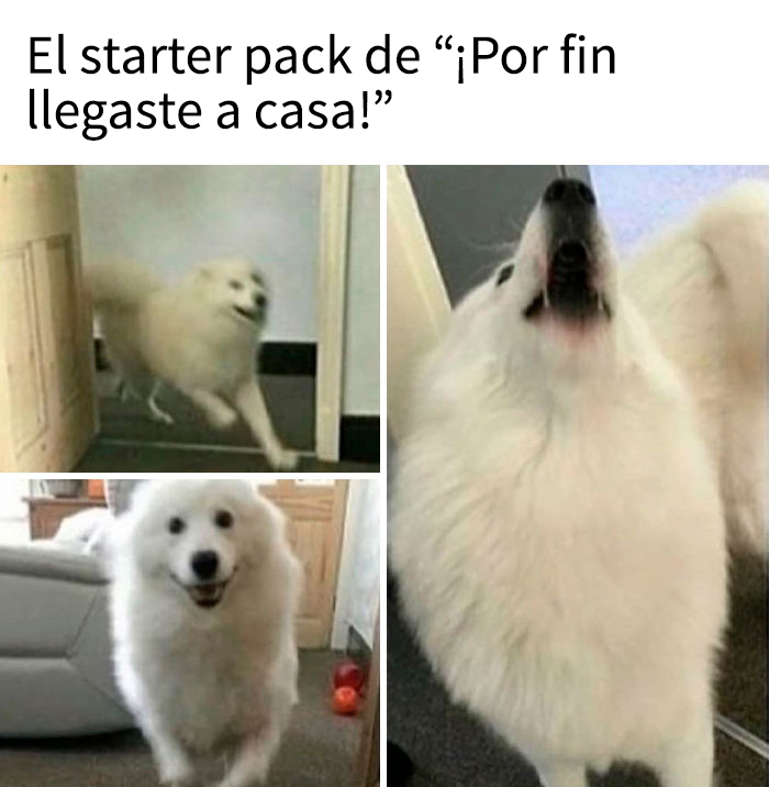 Perro blanco adorable en diferentes poses cómicas dentro de casa, memes de perros para hacer reír y derretir el corazón.