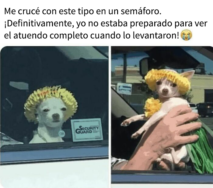 Perro pequeño vestido con disfraz hawaiano colorido, mostrando un meme adorable y divertido de perro.