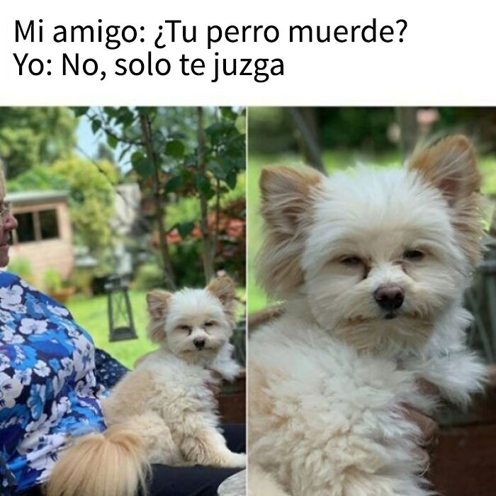 Perro pequeño con expresión curiosa y divertida en brazos de una persona, representando memes adorables de perros.