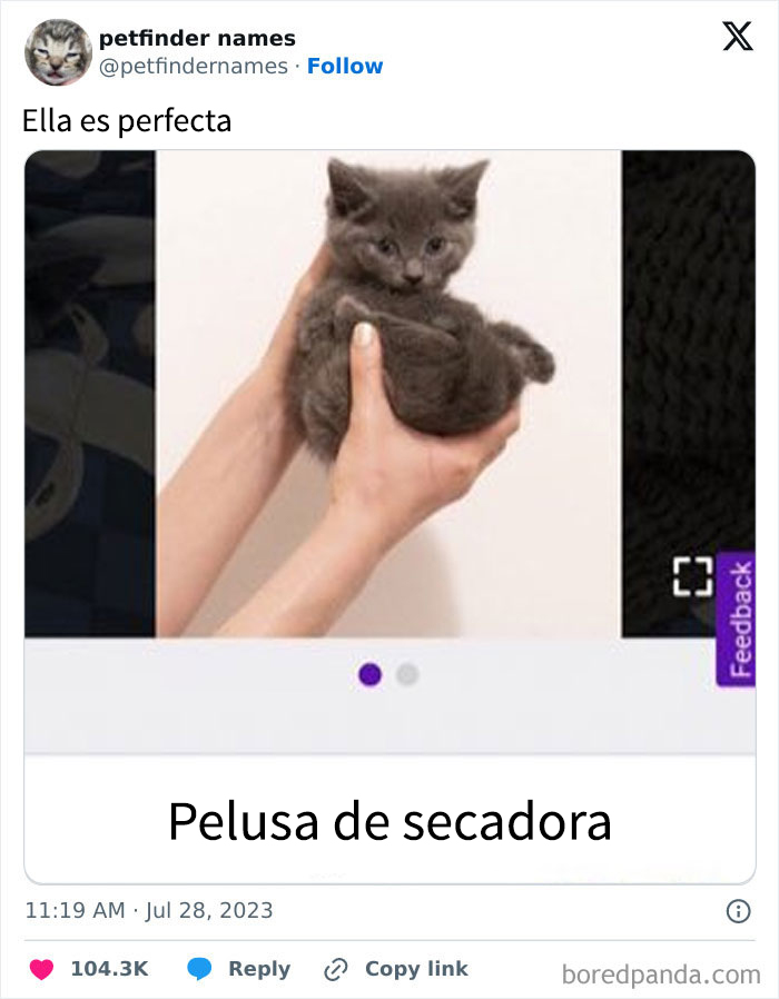 Gato gris pequeño sostenido con las manos, ejemplo de nombres para mascotas tan buenos que merecen un premio.