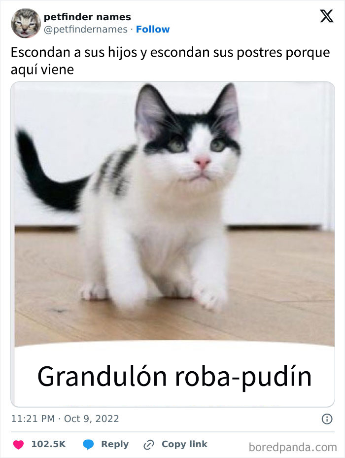 Gato pequeño con nombre gracioso Big Baby Pudding Snatcher, ejemplo de nombres para mascotas creativos y premiados.
