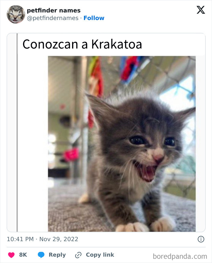 Gatito gris maullando con expresión alegre, ejemplo de nombres para mascotas tan buenos que merecen un premio.