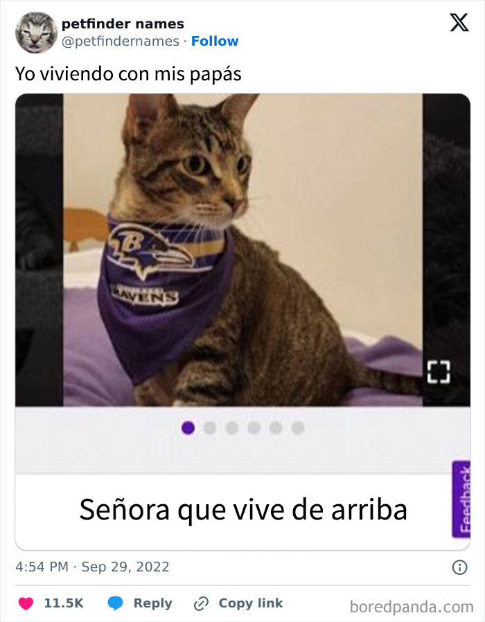 Gato con pañuelo morado y nombre creativo Madame Freeloader, ejemplo de nombres de mascotas originales.