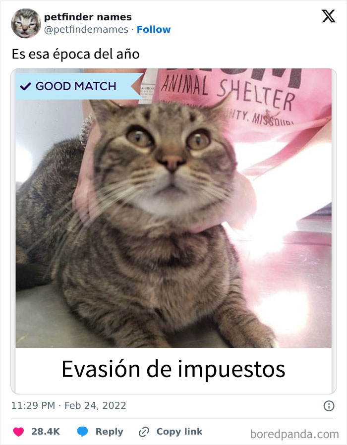 Gato con nombre creativo "Tax Evasion" destacado entre los mejores nombres de mascotas que merecen un premio.