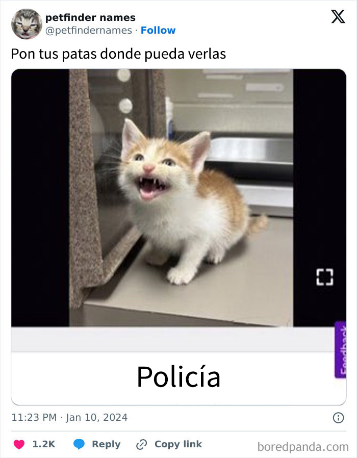 Gatito sonriente con nombre de mascota creativo y original que merece un premio por su singularidad.