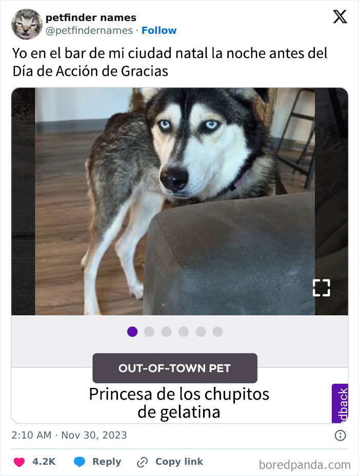 Perro husky con ojos azules junto a un sillón, ilustrando nombres de mascotas creativos y premiados.