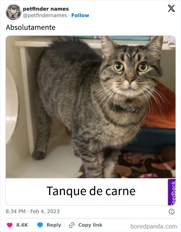 Gato atigrado con collar azul y nombre para mascota creativo y divertido llamado Beeftank.