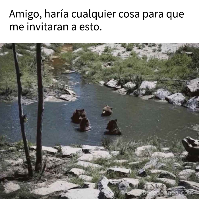 Cuatro osos en un río tranquilo con texto sobre memes absurdos que parecen arte de rendimiento.