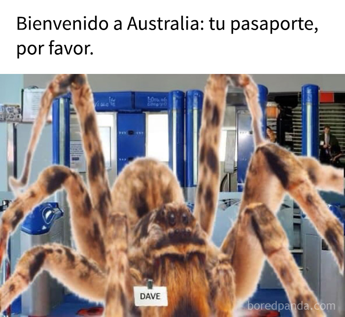 Araña gigante con etiqueta Dave en un control de pasaportes, representando memes absurdos y arte de performance.