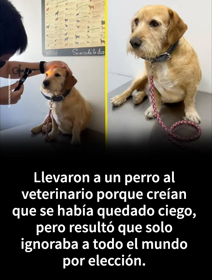 Perro en consulta veterinaria revisado, ilustrando impacto de bebidas energéticas en pérdida de habilidad para caminar.