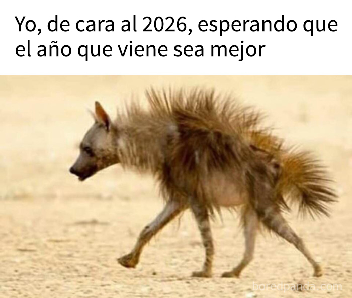 Hiena con pelaje erizado caminando en el desierto, representando memes que entregan dopamina instantánea.