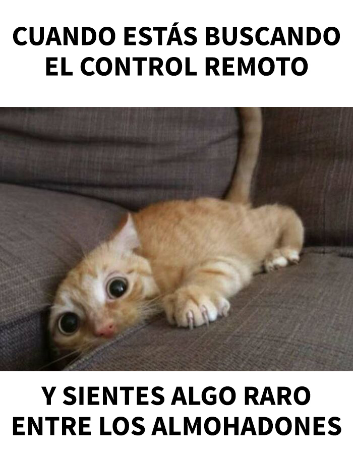 Gato curioso entre cojines en un sofá, ilustrando memes que entregan dopamina instantánea y momentos divertidos.