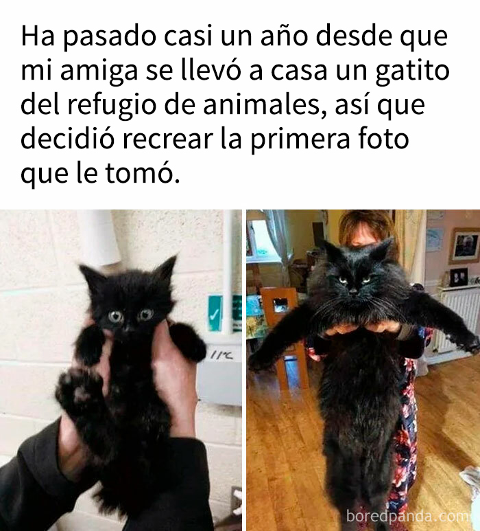 Gato negro pequeño y adulto sostenido en brazos, mostrando memes saludables para un mal día y bienestar emocional.