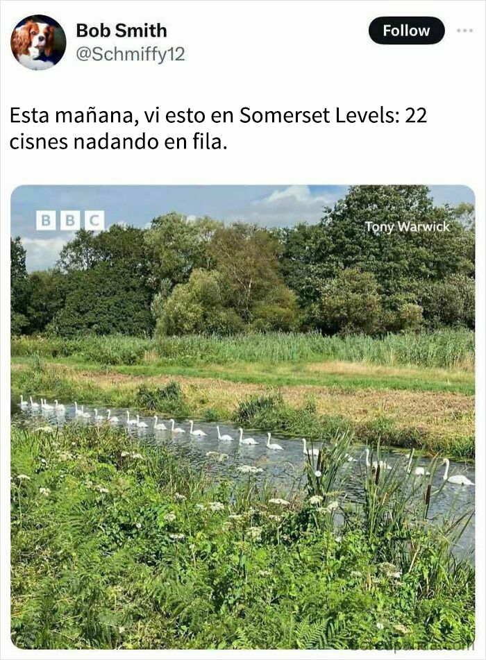 Patrón de cisnes en fila en el agua, imagen relacionada con memes reconfortantes para un mal día.