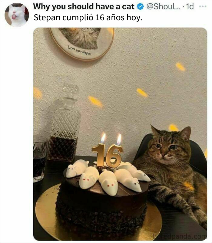 Tarta de cumpleaños para gato con velas 16 y ratones de azúcar, imagen de memes reconfortantes para un mal día.