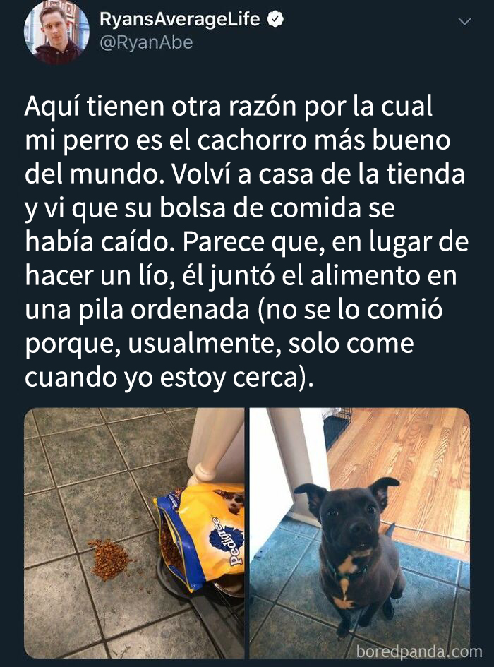 Memes saludables y reconfortantes mostrando un perro ordenando su comida en un piso de baldosas para alegrar tu día.