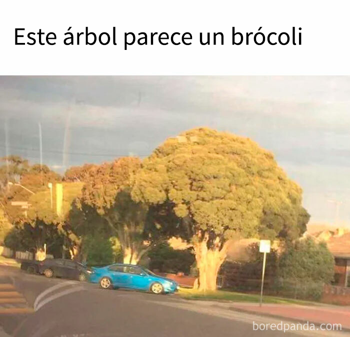 Árbol con copa que parece un brócoli gigante en un meme divertido sobre comida y memes hilarantes.