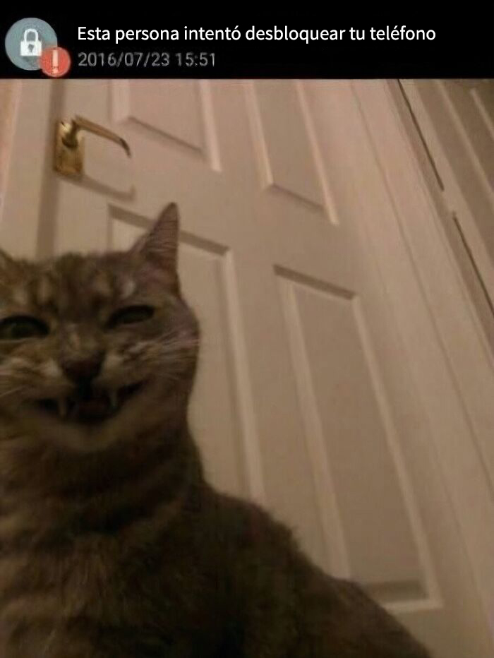 Gato con expresión divertida intentando desbloquear teléfono, imagen divertida para humor diario sorprendente.