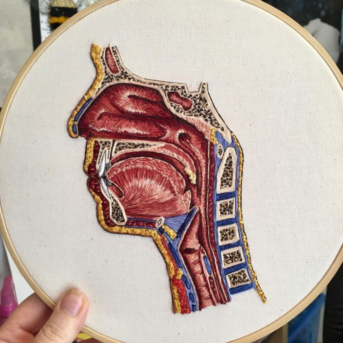 Hago modelos bordados muy meticulosos de la anatomía humana y animal