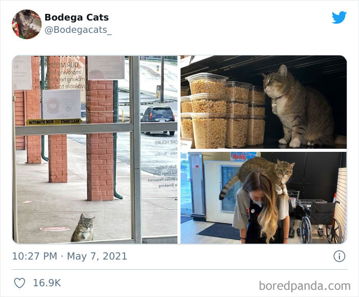 40 Cute Photos Of Bodega Cats That Feel Like Masters Of The Shops (New Pics)