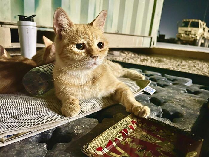 Sargento Bigotes: esta gata y sus 2 gatitos reconfortaron a los soldados mientras estaban en una misión