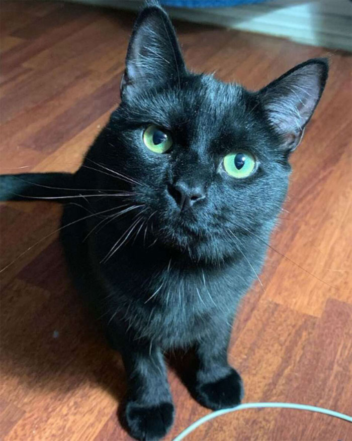 Se suponía que este gato tenía que atrapar a un ratón que vivía en la casa, pero acabaron haciéndose amigos