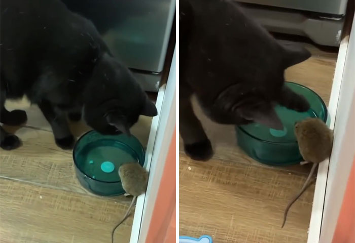 Se suponía que este gato tenía que atrapar a un ratón que vivía en la casa, pero acabaron haciéndose amigos