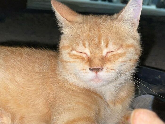 Sargento Bigotes: esta gata y sus 2 gatitos reconfortaron a los soldados mientras estaban en una misión
