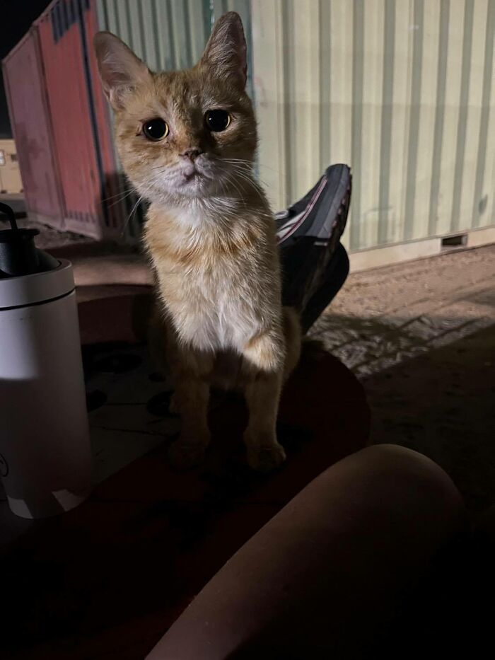 Sargento Bigotes: esta gata y sus 2 gatitos reconfortaron a los soldados mientras estaban en una misión