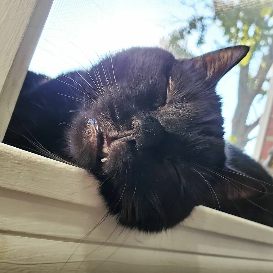 Este gato se hizo viral porque aprendió a pedir de una forma que derrite el corazón de la gente