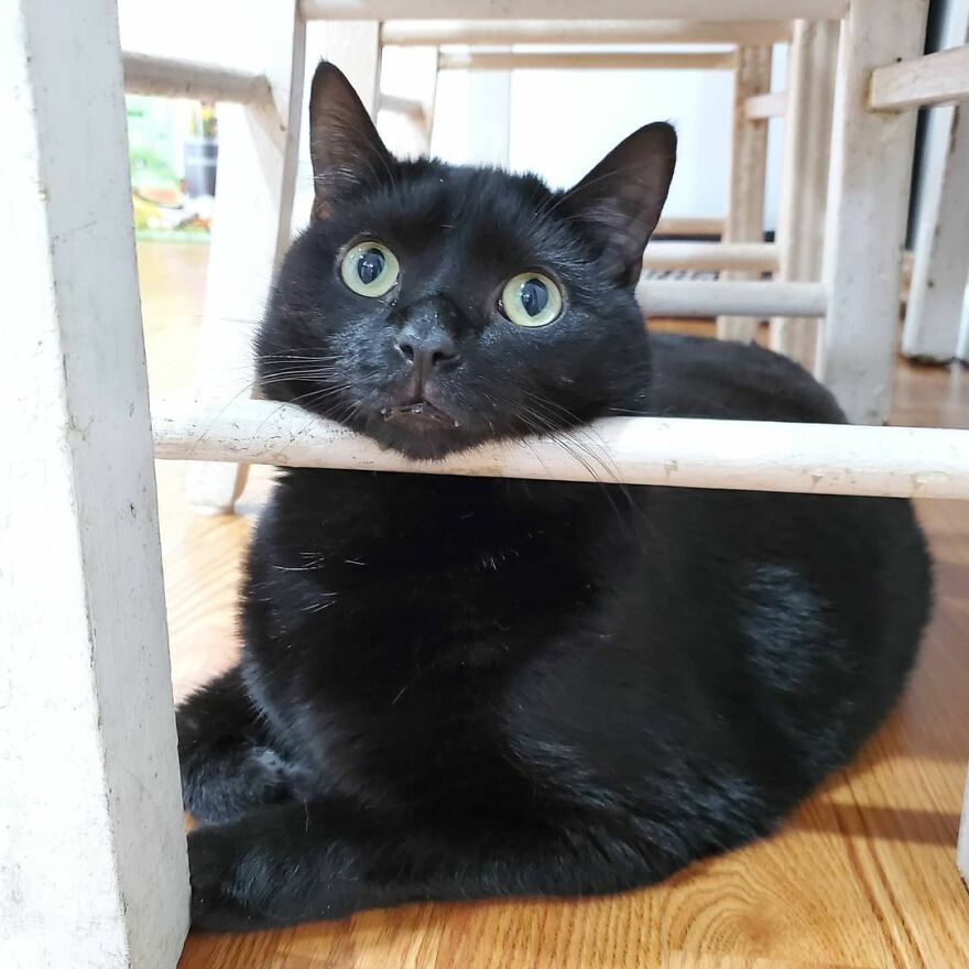 Este gato se hizo viral porque aprendió a pedir de una forma que derrite el corazón de la gente