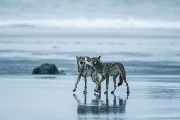 Fotógrafo de Exploración Oceánica: Steve Woods