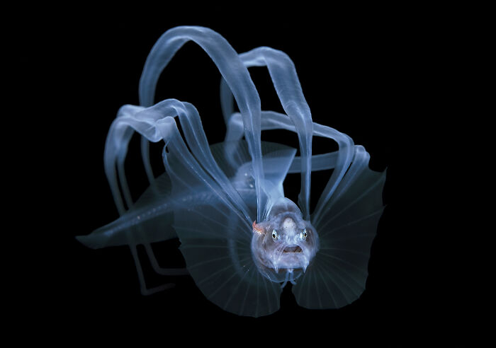 Fotógrafo de Exploración Oceánica: Steven Kovacs