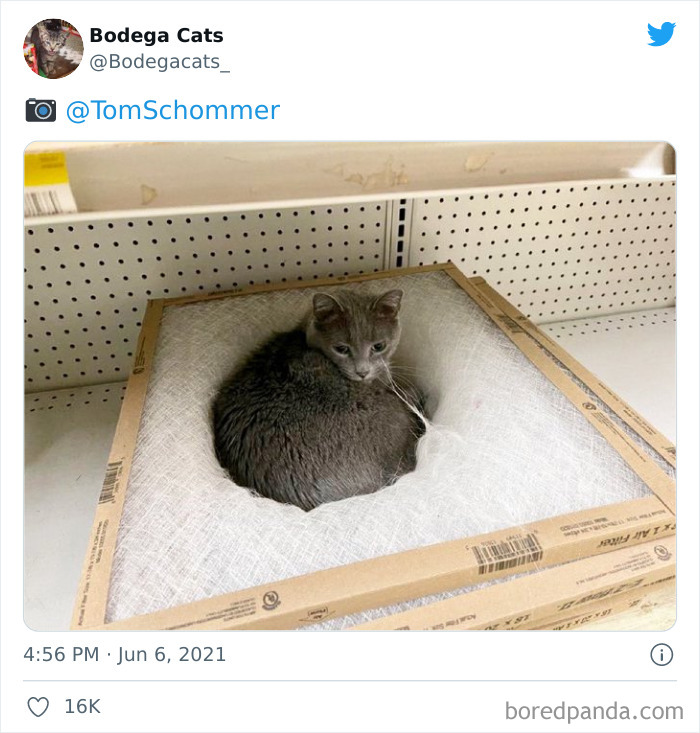 40 Cute Photos Of Bodega Cats That Feel Like Masters Of The Shops (New Pics)