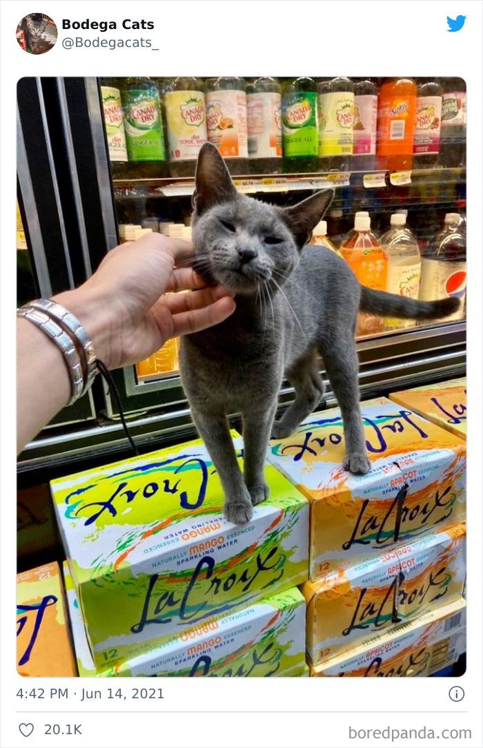 40 Cute Photos Of Bodega Cats That Feel Like Masters Of The Shops (New Pics)