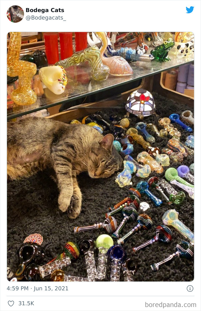 40 Cute Photos Of Bodega Cats That Feel Like Masters Of The Shops (New Pics)