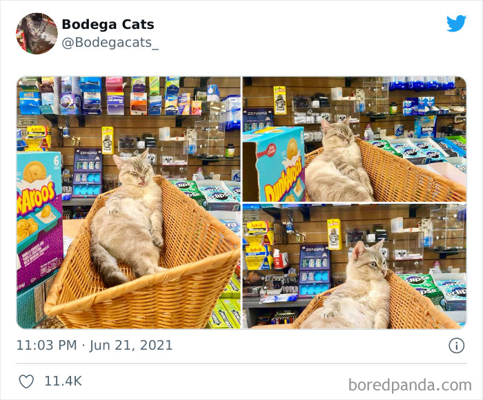 40 Cute Photos Of Bodega Cats That Feel Like Masters Of The Shops (New Pics)