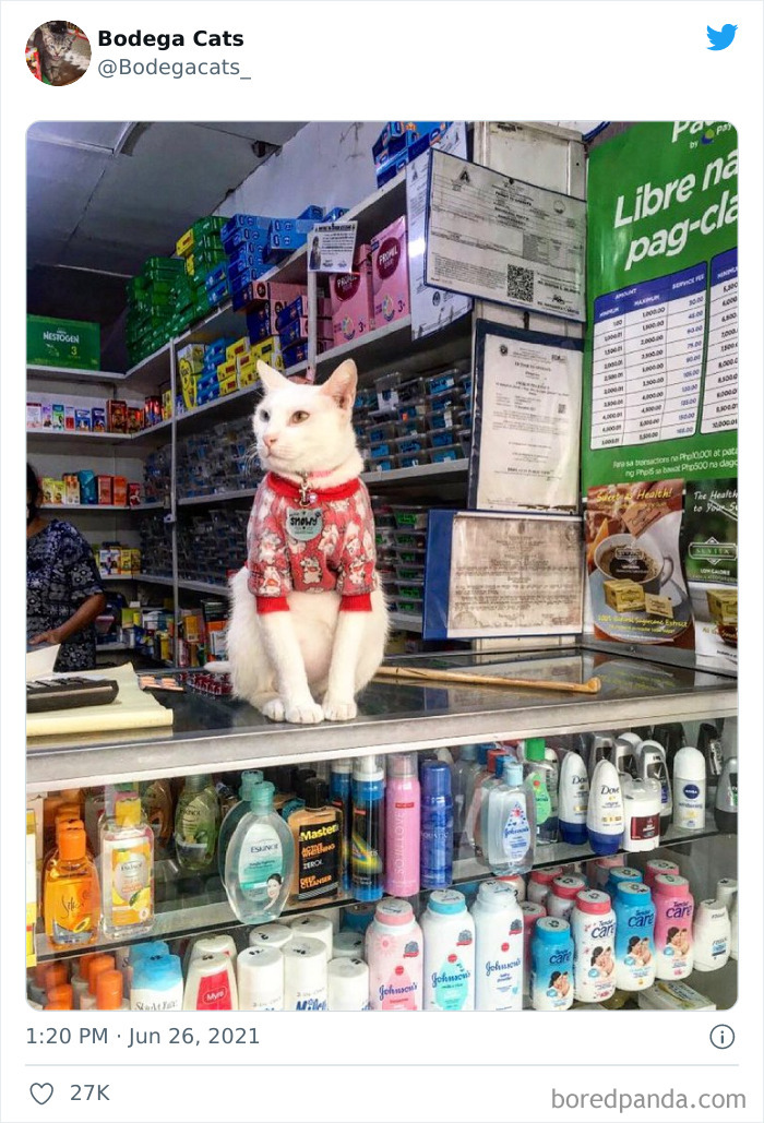 40 Cute Photos Of Bodega Cats That Feel Like Masters Of The Shops (New Pics)