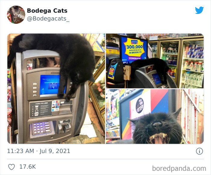 40 Cute Photos Of Bodega Cats That Feel Like Masters Of The Shops (New Pics)