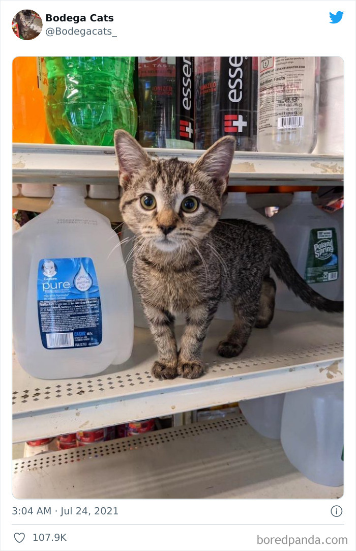 40 Cute Photos Of Bodega Cats That Feel Like Masters Of The Shops (New Pics)