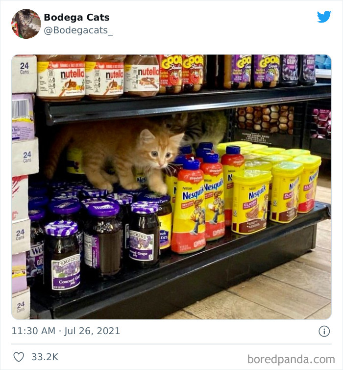 40 Cute Photos Of Bodega Cats That Feel Like Masters Of The Shops (New Pics)