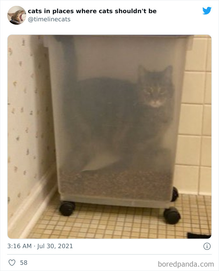 Cat Owners Share The Weirdest Places Their Cats End Up In (50 Pics)